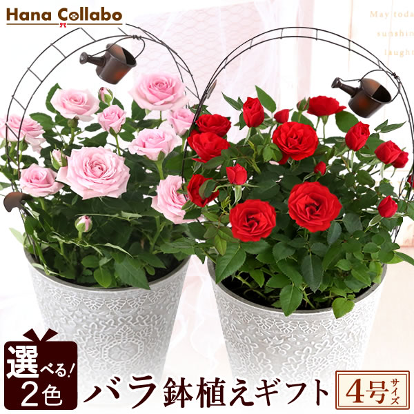 \選べる2色/ 鉢植え 花 ギフト ミニバラ ミニ薔薇 バラ ばら レース柄 4号 生花 誕生日プレゼント アレンジメント 母 祖母 おばあちゃん 妻 女性 女友達 お祝い 内祝い 送別会 結婚祝い 結婚記念日 快気祝い 出産祝い ミニ薔薇 送料無料 いい夫婦の日