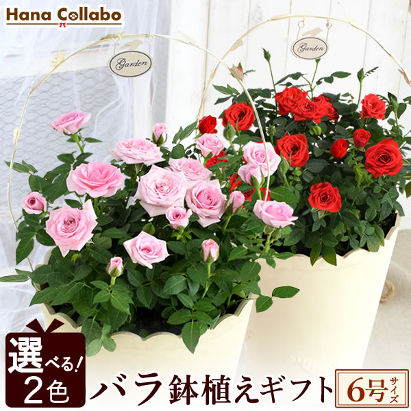 ＼選べる2色／ 鉢植え 花 ギフト ミニバラ ばら バラ ミニ薔薇 リーフ柄 6号 生花 愛妻の日 誕生日プレゼント アレンジメント 妻 女性 女友達 母 祖母 おばあちゃん 結婚祝い 結婚記念日 内祝い お祝い 送別会 出産祝い 快気祝い ミニ薔薇 送料無料