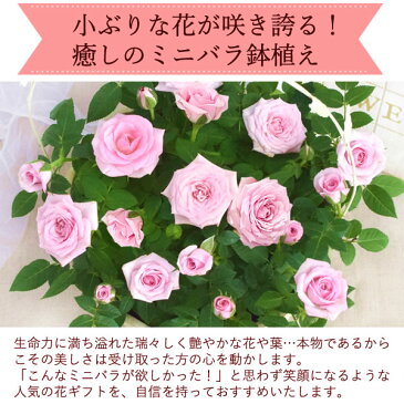 【選べる2種】送料無料 花束 お祝い 内祝い 父の日 母の日 出産祝い 花 ミニバラ 6号 薔薇 母 生花 おばあちゃん 退職 送別会 リーフ柄 ギフト 【 結婚祝い 鉢植え 誕生日 男性 出産祝い 内祝い AA】