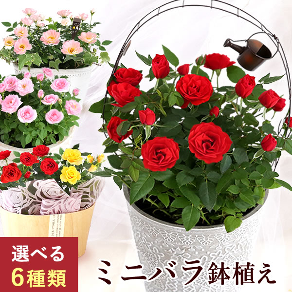 \再販!お待たせしました/ 選べる6種 ミニバラ 鉢植え 花 ギフト ばら バラ ミニ薔薇 3.5号 4号 7号 生花 誕生日プレゼント アレンジメント 妻 女性 女友達 母 祖母 おばあちゃん 結婚祝い 結婚記念日 内祝い お祝い 送別会 送料無料 いい夫婦の日 レビューキャンペーン