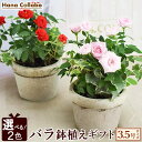 ＼選べる2色／ 鉢植え 花 ギフト ミニバラ ミニ薔薇 バラ ばら ピッコローズ 3.5号 生花 愛妻の日 誕生日プレゼント アレンジメント 母 祖母 おばあちゃん 妻 女性 女友達 お祝い 内祝い 送別会 結婚祝い 結婚記念日 快気祝い 出産祝い 送料無料