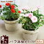 【選べる2色】 鉢植え 花 ギフト ミニバラ 薔薇 バラ ばら ピッコローズ 3.5号 生花 誕生日プレゼント アレンジメント 母 祖母 おばあちゃん 妻 女性 女友達 お祝い 内祝い 送別会 結婚祝い 結婚記念日 快気祝い 出産祝い 送料無料 お中元 御中元 AA