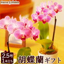 退職祝い 送料無料 誕生日プレゼント 胡蝶蘭 マイクロ胡蝶蘭 ミディ胡蝶蘭 ミディ 2.5号 1本立ち 鉢花 鉢植え 花 母 母親 生花 おばあちゃん 女友達 女性 お祝い ギフト 結婚祝い 還暦祝い 卒業式 出産祝い 椎名洋蘭園 50代 60代 70歳