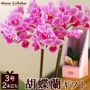 送料無料 誕生日プレゼント 胡蝶蘭 ミディ胡蝶蘭 3号 鉢花 鉢植え 2本立ち 花 母 生花 おばあちゃん お祝い 女友達 男性 女性 お祝い ギフト 結婚祝い...