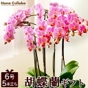 送料無料 誕生日プレゼント 胡蝶蘭 ミディ胡蝶蘭 6号 鉢花 鉢植え 5本立ち 花 母 生花 おばあちゃん お祝い 女友達 男性 女性 お祝い ギフト 結婚祝い...
