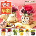 \超早割!/ 敬老の日 プレゼント ギフト 早割 花 ギフト アレンジメント フラワー プリザーブドフラワー 枯れない花 動物 置物 ふくろう 鳥 かわいい 可愛い おしゃれ 雑貨 小物 どら焼き 送料無料 スイーツ お菓子 和菓子 メッセージカード