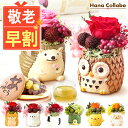 \超早割!/ 敬老の日 プレゼント ギフト 早割 花 ギフト アレンジメント フラワー プリザーブドフラワー 枯れない花 動物 置物 ふくろう 鳥 かわいい 可愛い おしゃれ 雑貨 小物 どら焼き 送料無料 スイーツ お菓子 和菓子 メッセージカード