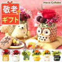 【スーパーSALE★ポイント3倍】 \まだ間に合う!/ 敬老の日ギフト 敬老の日 プレゼント 花 ギフト アレンジメント フラワー プリザーブドフラワー 動物 置物 ふくろう 鳥 かわいい 可愛い おしゃれ 雑貨 小物 どら焼き 送料無料 スイーツ お菓子 和菓子 メッセージカード