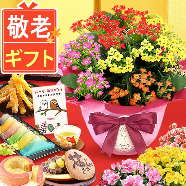 ＼まだ間に合う！／ 敬老の日ギフト 敬老の日 プレゼント 花 生花 鉢花 鉢植え カランコエ アザレア ベゴニア 匂い桜 動物 犬 5号 3号 どら焼き バウムクーヘン 干し芋 カステラ ようかん かわいい 送料無料 スイーツ お菓子 和菓子 洋菓子のサムネイル