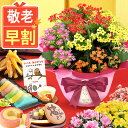 \超早割!/ 敬老の日 早割 プレゼント ギフト 早割 花 生花 鉢花 鉢植え カランコエ アザレア ベゴニア 匂い桜 動物 犬 5号 3号 どら焼き バウムクーヘン 干し芋 芋けんぴ カステラ ようかん あんみつ かわいい 送料無料 スイーツ お菓子 和菓子 洋菓子