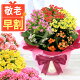 ＼早割ラスト！／ 敬老の日 プレゼント 花 2023 鉢植え カランコエ 生花 鉢花 花鉢 5号 送料無料 メッセージカード付き 花とスイーツ 敬老の日プレゼント 珍しい 花とお菓子 和菓子 食べ物 ...