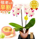 \超早割!/ 敬老の日 プレゼント ギフト 早割 花 胡蝶蘭 ミディ コチョウラン 蘭 ラン 鉢植え 生花 鉢花 お花 フラワーギフト 花とスイーツ バウムクーヘン 苺バウム 送料無料 スイーツ お菓子 洋菓子 メッセージカード