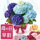 ＼超早割！／ 母の日 プレゼント 花 生花 ギフト あじさい アジサイ 紫陽花 2色植え 5号鉢 鉢花 鉢植え 希少 苺バウム 送料無料 スイーツ お菓子 洋菓子 ギフトセット 花鉢植え 寄せ植え 花とお菓子