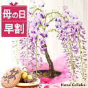 人気花物盆栽：桜・藤寄せ*陶器鉢【2024年開花終了】【送料無料】【桜盆栽】【さくら盆栽】【即日発送！】自宅でお花見 bonsai