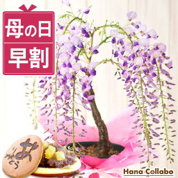 花コラボ 花の鉢植え ＼早割！／ 母の日 プレゼント花 生花 ギフト 藤 ふじ フジ 藤の花 花藤 鉢植え 鉢花 希少 ミニ盆栽 盆栽 bonsai どら焼き どらやき 送料無料 スイーツ お菓子 和菓子 ギフトセット 花鉢植え 花とお菓子 ははの日 hahanohi