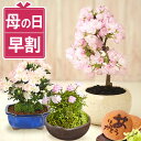 花とどら焼きのセット ＼早割！／ 母の日 プレゼント 花 生花 ギフト 桜 さくら つつじ バラ 薔薇 カーネーション以外 盆栽 ミニ盆栽 鉢植え 希少 花鉢 鉢花 フラワーギフト おしゃれ オシャレ かわいい 可愛い どら焼き 送料無料 スイーツ お菓子 和菓子 ギフトセット 花コラボ