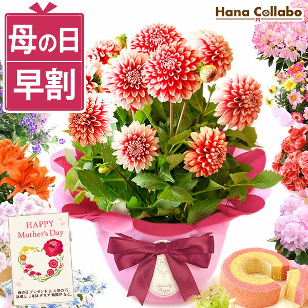 【22日に値段上がります】 早割 母の日 プレゼント 花 ダリア 鉢植え ギフト 紫陽花 あじさい アジサ...