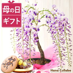 花コラボ 花の鉢植え ＼最終受付中！／ 母の日 プレゼント花 生花 ギフト 藤 ふじ フジ 藤の花 花藤 鉢植え 鉢花 希少 ミニ盆栽 盆栽 bonsai どら焼き どらやき 送料無料 スイーツ お菓子 和菓子 花鉢植え 花とお菓子 ははの日 hahanohi