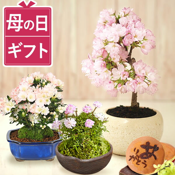 母の日 プレゼント 花 生花 ギフト 桜 さくら つつじ バラ 薔薇 カーネーション以外 盆栽 ミニ盆栽 鉢植え 希少 花鉢 鉢花 フラワーギフト おしゃれ オシャレ かわいい 可愛い どら焼き 送料無料 スイーツ お菓子 和菓子