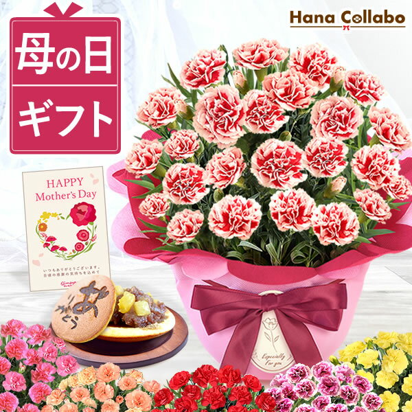 母の日 プレゼント カーネーション 5号 鉢植え お花 花 2025 花とお菓子 ギフト 実用 生花 鉢花 5号鉢 おしゃれ かわいい 送料無料 花 スイーツ お菓子 和菓子 どら焼き メッセージカード付き ははの日
