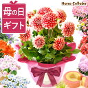 母の日 プレゼント 花 ダリア 鉢植え ギフト 紫陽花 あじさい アジサイ お花 生花 鉢花 花鉢 マーガレット 百合 ユリ シャクナゲ ペチュニア ベゴニア ジャスミン 送料無料 スイーツ お菓子 洋菓子 ははの日hahanohi