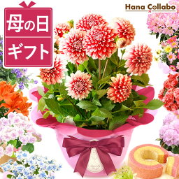 花コラボ 花の鉢植え 【本日23:59まで！】 ＼エントリー3倍／ まだ間に合う 母の日 プレゼント 花 ダリア 鉢植え ギフト 紫陽花 あじさい アジサイ お花 生花 鉢花 花鉢 マーガレット 百合 ユリ シャクナゲ ペチュニア ベゴニア ジャスミン 送料無料 スイーツ お菓子 洋菓子 ははの日hahanohi