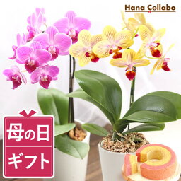 花コラボ 花の鉢植え ＼最終受付中！／ 母の日 プレゼント 花 ギフト 蘭 胡蝶蘭 マイクロ胡蝶蘭 ミディ胡蝶蘭 ミディ 2.5号 1本立ち 鉢花 鉢植え 花 紫 母 母親 お祝い 生花 インテリア 選べる 9種 送料無料 スイーツ お菓子 洋菓子 40代 50代 60代 70歳 ははの日 ミニ胡蝶蘭 まだ間に合う お花