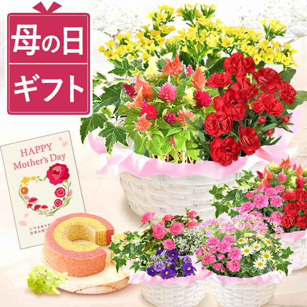 母の日 プレゼント 寄せ植え ははの日 花 ギフト カーネーション 薔薇 バラ カランコエ マーガレット ケイトウ ヘデラ 生花 鉢植え 編み籠 ポット ミックス 送料無料 スイーツ お菓子 洋菓子