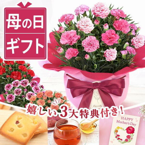 ＼まだ間に合う！／ 母の日 プレゼント ははの日 hahanohi 花 生花 ギフト カーネーション 4号 母の日メッセージカード 鉢花 鉢植え 焼き芋 フィナンシェ フリアン 焼き菓子 さつまいも 送料無料 スイーツ お菓子 洋菓子 花鉢植え 花とお菓子
