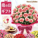 \まだ間に合う!/ 母の日 プレゼント カーネーション バンビーノ 選べる 5号 鉢植え お花 花 2025 花とお菓子 ギフト 生花 鉢花 5号鉢 おしゃれ ...