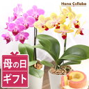 \まだ間に合う!/母の日 プレゼント 花 生花 ギフト 胡蝶蘭 2.5号 1本立ち ミディ マイクロ胡蝶蘭 ミディ胡蝶蘭 鉢花 鉢植え 紫 母 母親 生花 おば...