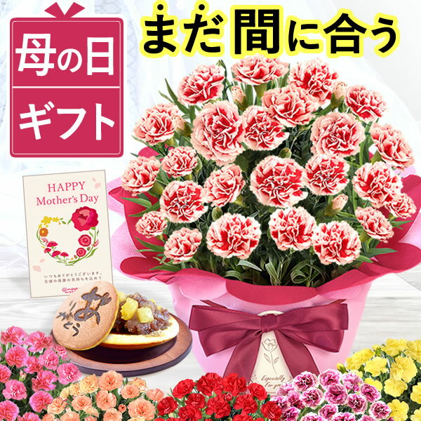 【母の日直前クーポン！】 ＼まだ間に合う！／ 母の日 プレゼント カーネーション 5号 鉢植え お花 花...