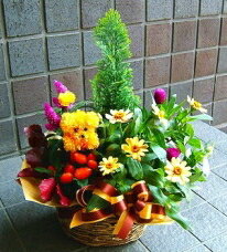 誕生日 バレンタイン 開店祝い プレゼント おまかせ 定番プランツアレンジメント 花 人気ランキング 花ギフト 花束 結婚記念日 (誕生日 などにも) バラ 還暦 65