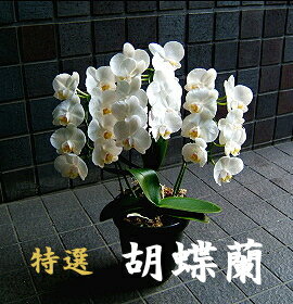 ３本 送料無料　誕生日　母の日　胡蝶蘭 3本立ち～5本立ち 中輪 白