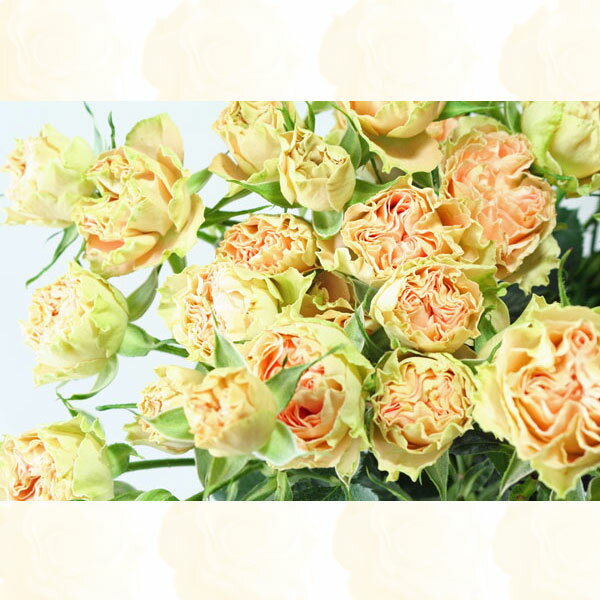 【バラ・アンティークレース(杏色)！15本】生産者より直送で新鮮＆高品質♪☆母の日・プロポーズ・還暦祝・結婚祝・記念日・誕生日プレゼント等に☆【楽ギフ_メッセ入力】のサムネイル