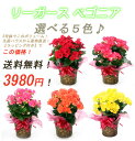 リーガースベゴニア(リーガスベゴニア)5号鉢(オレンジ・薄ピンク・赤・イエロー・ピンク)☆誕生日・就職祝い・入学祝い。お歳暮ギフト等に♪【送料無料】【楽ギフ_メッセ入力】