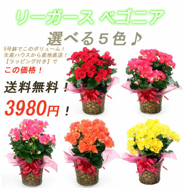 ベゴニアの育て方 栽培で気になる植え替え時期や冬越し方法含めて解説 暮らし の
