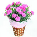 カーネーション(ピンク)5号鉢【送料無料】産地直送☆母の日ギフト・誕生日プレゼント・各種お祝いに♪※5月9日より発送【楽ギフ_メッセ入力】