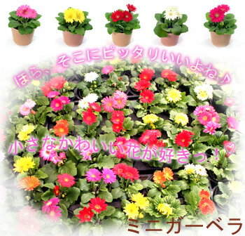 ミニガーベラ3号ポットお得な20個セット。花色おまかせ♪母の日にも♪のサムネイル