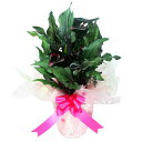 カラー・ブラック黒(メモリーズ)5号鉢【送料無料】産地直送☆母の日ギフト・誕生日プレゼント・各種お祝いに♪※5月初旬より出荷開始【楽ギフ_メッセ入力】