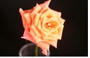 【追加用】【バラ・オレンジユニーク(橙)！1本】生産者より直送で新鮮＆高品質♪☆母の日・プロポーズ・還暦祝・結婚祝・記念日・誕生日プレゼント等に☆