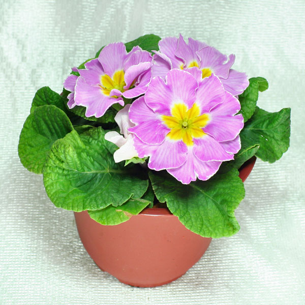 肥後ポリアン「プリムラポリアンサ」バイオレット(紫)系【産地直送！】4.5号鉢存在感のある鮮やかな花です♪