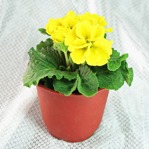 肥後ポリアン「プリムラポリアンサ」イエロー(黄)系【産地直送！】4.5号鉢存在感のある鮮やかな花です♪