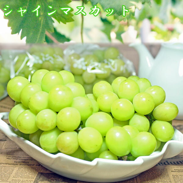 【シャインマスカット】産直!【送料無料】※8月23日より順次発送!生産者より即日発送で新鮮&高品質♪【楽ギフ_メッセ入力】☆ご自宅用・プチギフト等に☆