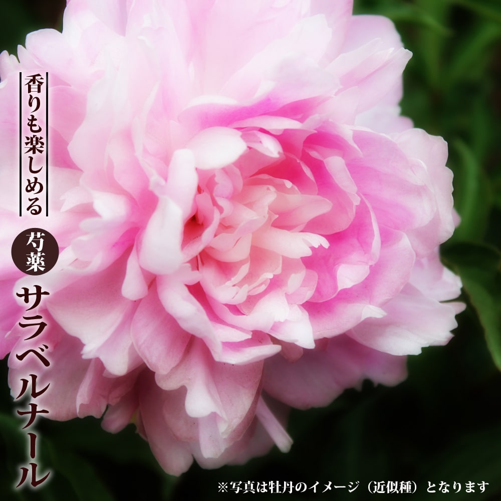 香る巨大輪芍薬 【サラベルナール】 6号スリット鉢植え