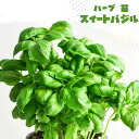 ハーブ 苗 スイートバジル 3号ポット苗