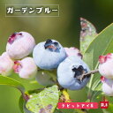 【ガーデンブルー】 ラビットアイ系 2年生挿木苗 ブルーベリー苗木