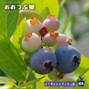 【おおつぶ星】 ノーザンハイブッシュ系 2年生接木苗 ブルーベリー苗木 :ブルーインパルス 【予約販売】10月下旬頃入荷予定
