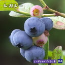 【レガシー】 ノーザンハイブッシュ系 2年生挿木苗 ブルーベリー苗木 【予約販売】10月下旬頃入荷予定
