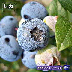 https://thumbnail.image.rakuten.co.jp/@0_mall/hana-online/cabinet/06428277/bb_reka12.jpg